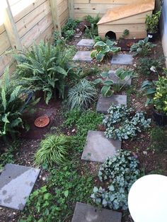 the garden is full of plants and flowers, including succulents on the ground