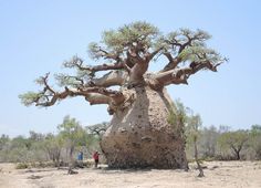 a very large tree in the middle of nowhere