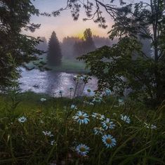 the sun is setting over a lake with daisies in the foreground and trees on the other side