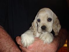 a man holding a puppy in his arms