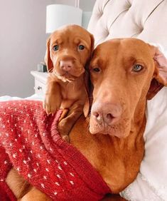 two dogs laying on top of each other wearing sweaters