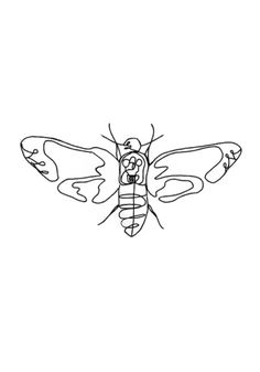 a black and white drawing of a moth