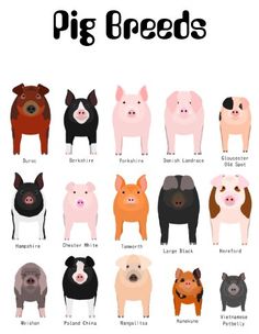 the different types of pig breeds for each type of animal, and how they are used to