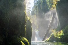 a stream running through a forest filled with lots of green mossy trees and water