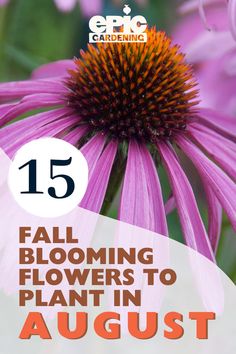 Close up of purple, fall blooming, coneflower in a garden Fall Blooming Perennials, Cold Weather Plants, Fall Blooming Flowers, Best Perennials For Shade, Spring Blooming Flowers, August Flowers, Fall Garden Vegetables