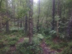 the woods are full of green plants and trees