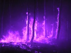 purple flames in the woods at night