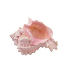 a pink sea shell is shown against a light orange background with the bottom half visible