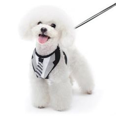 a small white dog wearing a tie and holding a stick in it's mouth