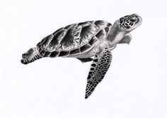 a pencil drawing of a sea turtle swimming