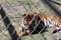 a tiger laying on the ground behind a chain link fence