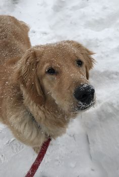 a dog standing in the snow with it's head turned to look at something