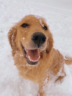 a brown dog standing in the snow with it's mouth open