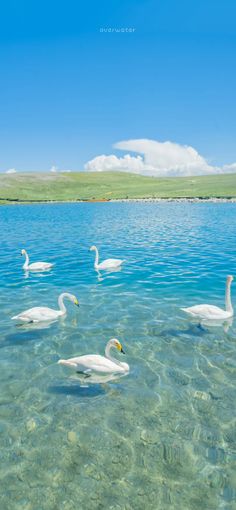 swans swimming in clear blue water on a sunny day