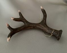 a piece of wood that has some kind of animal's antlers on it