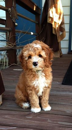 a small brown dog sitting on top of a wooden deck