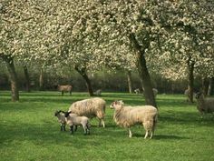 sheep and lambs are grazing in the grass near trees with white blossoms on them