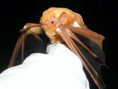 a close up of a bat on a person's hand