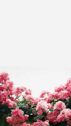 pink flowers are blooming on the bush in front of a white wall and window