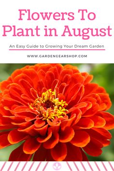 flowers to plant in august an easy guide to growing your dream garden