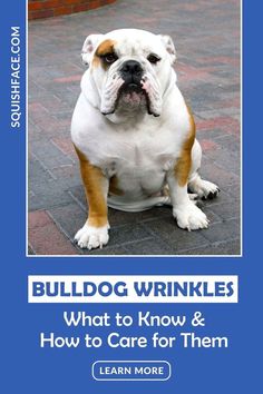 bulldog wrinkles what to know and how to care for them learn more book cover