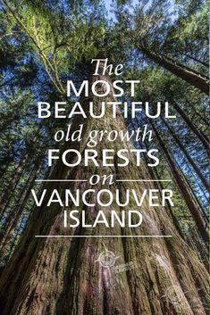 the most beautiful old growth forests on vancouver island, canada with text overlaying it