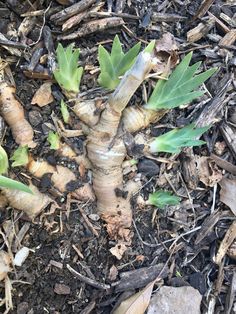 a close up of a plant growing out of the ground with dirt and mulch