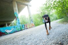 a black and brown dog running down a dirt road next to a graffiti covered bridge