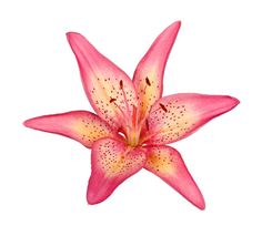 a pink and yellow flower on a white background with room for text or image stock photos