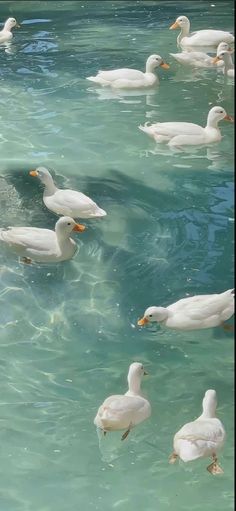 many ducks are swimming in the clear blue water