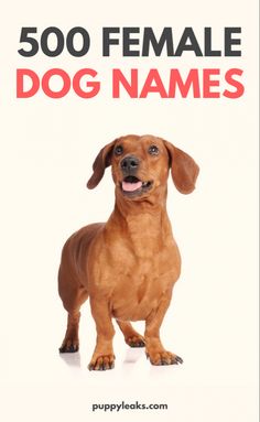 a brown dog standing in front of a white background with the words 500 female dog names