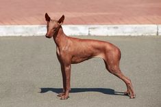 a hairless dog standing in the street