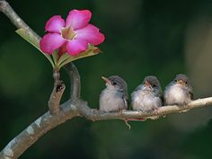 three little birds are sitting on a branch next to a flower