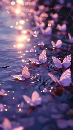 many white butterflies floating on top of water