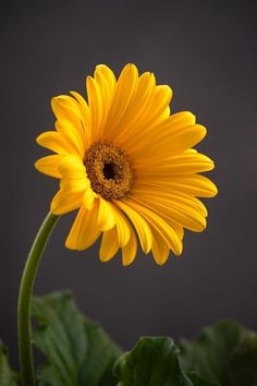 a yellow flower with green leaves in front of a dark background and the bottom half of it's petals