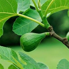 an unripe tree branch with green leaves