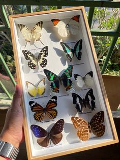 a person holding up a box with many different types of butterflies in it's display case