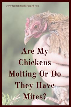 a hand holding a chicken with the words are my chickens molting or do they have mites?