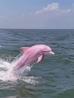 a pink dolphin jumping out of the water