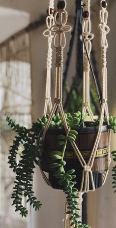 a potted plant hanging from a chandelier