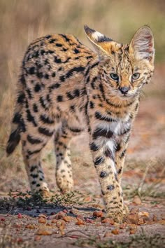 a small cat walking across a dirt field