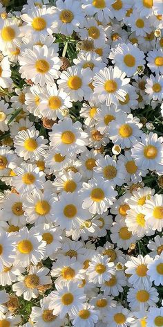 white and yellow flowers are in the grass