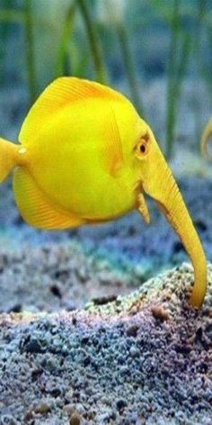 a yellow fish with its mouth open and it's head in the sand near some plants