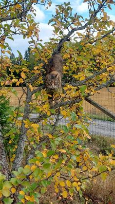 a cat sitting on top of a tree next to a fence