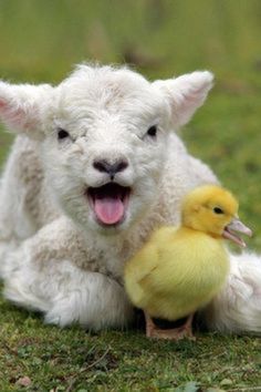 a baby lamb is sitting next to a yellow duck on the grass with it's mouth open