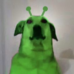 a green dog is looking at the camera