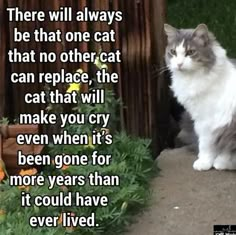 a gray and white cat sitting in front of a wooden fence with a quote on it