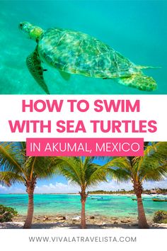 a turtle swimming in the ocean with text overlay reading how to swim with sea turtles in akuma, mexico