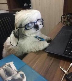 a dog wearing glasses sitting in front of a laptop computer