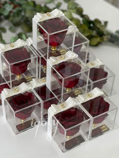 several clear boxes with red roses in them